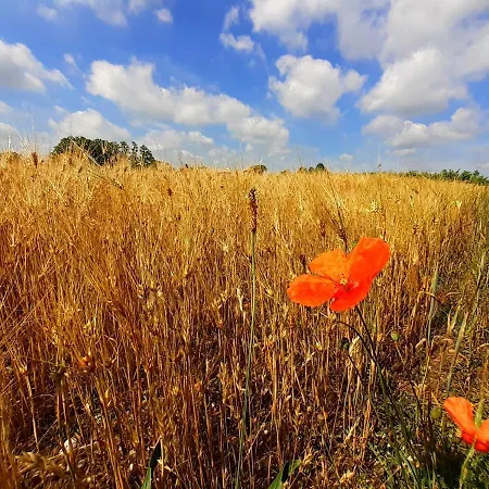 Couette-café Tenuta Valle Dell Idro Otranto Casamassella